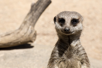 Fototapeta premium Meerkat face close up