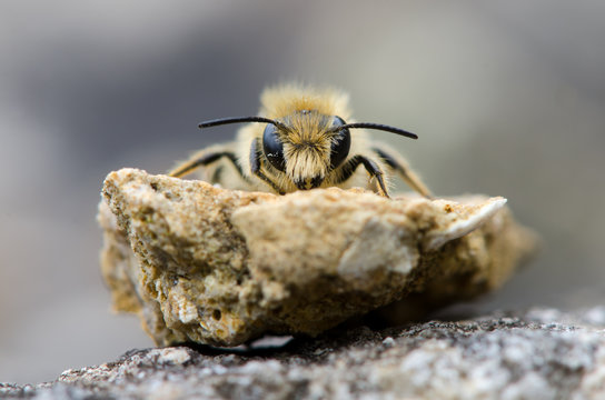 Solitary bee head on. A mining bee in the order Hymenoptera, family Apiaceae, showing hairs on face and mandibles