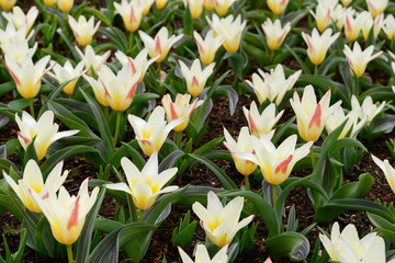 field with yellow tulips