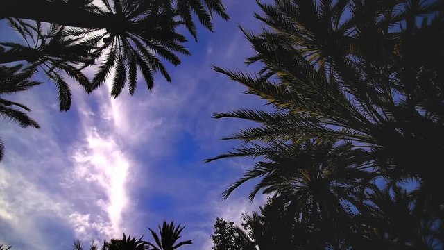 Sky view of palm trees time-lapse.