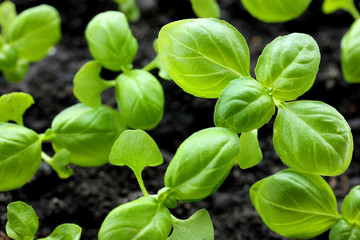 Fototapeta na wymiar Green and healthy Genovese basil seedling plant growing in organ