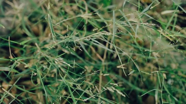 Fresh grass waving in the wind.