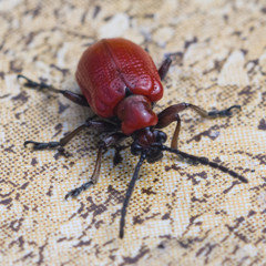 scarlet lily beetle macro on drink coaster, selective focus, shallow DOF