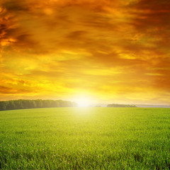 Fototapeta na wymiar Beautiful sunset on green field