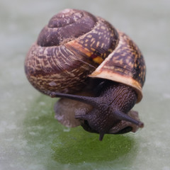 small snail on the glass table macro, selective focus, shallow DOF