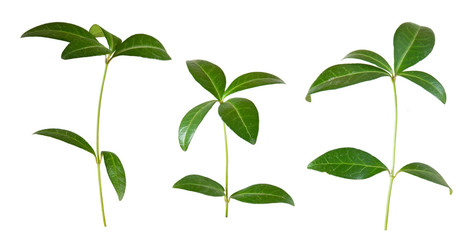Isolated image of  plant on a white background