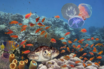 Colorful coral reef with many fishes and sea turtle