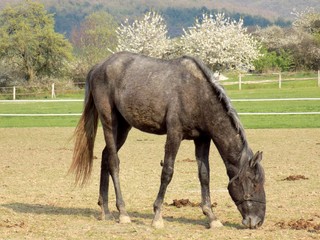 Horse grazing