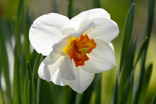 closeup of a beautiful white daffodil
