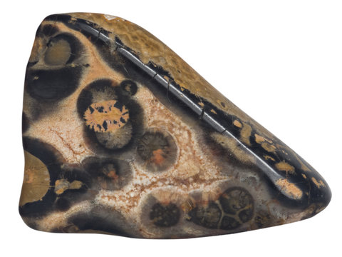 leopard skin jasper macro, isolated on white background