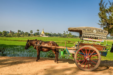 Fototapeta na wymiar Horse drawn carriage in Myanmar