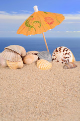 Seashells close-up in a beach sand