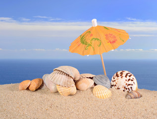 Seashells close-up in a beach sand