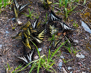 Consolidation of yellow buterflies in glacier national park