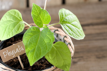 Physalis Andenbeere Jungpflanze mit Pappschild