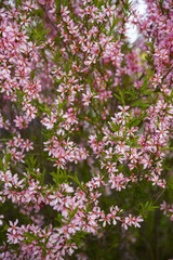 Obraz premium Branches of a blossoming Weigela in spring day
