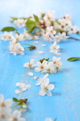 Fototapeta na wymiar White flowers of cherry closeup