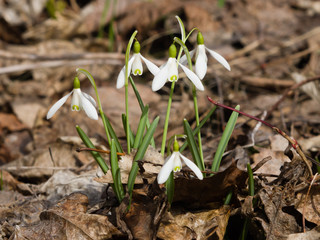 snowdrops in early spring selective focus, shallow DOF