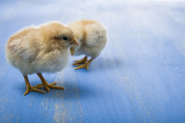 Yellow chickens on a wooden background