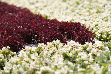 Flowerbed with red Iresine and white Begonia sempervirens - obrazy, fototapety, plakaty