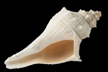 long white seashell macro, isolated on black background