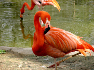 pink flamingo resting in pond
