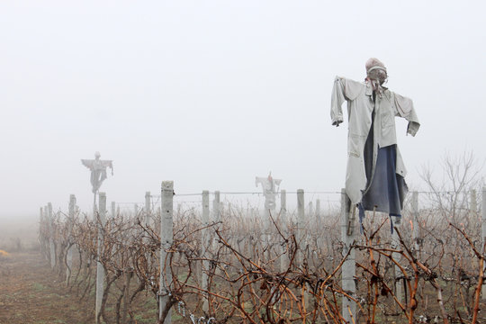 Scarecrows in the Fog