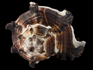 seashell murex indivia macro, isolated on black