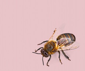 Bee.