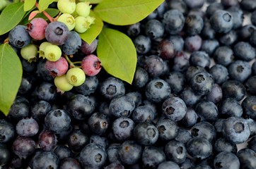 ブルーベリー