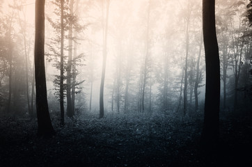Fototapeta na wymiar light in dark forest
