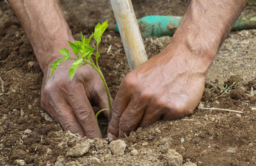 mani di contadino che piantano una pianta di pomodoro