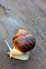 snail with a white body moves along an old black wooden plank after rain. close-up, selective focus, shallow depth of field