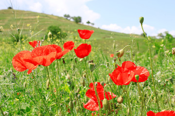 Poppy Flowers in the Field