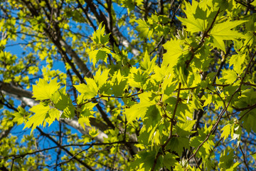 Rami d’albero in primavera ricoperti da gemme e nuove foglie con sfondo il cielo azzurro