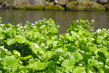 わさびの花