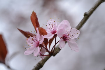 bloesem van de Japanse Kers