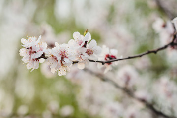 flowering tree