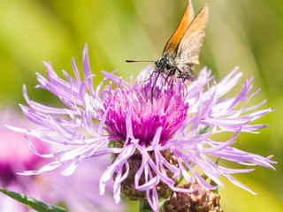 Butterfly on brown Knapweed, Centaurea jacea macro, selective focus