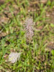 Plantago Lanceolata, Narrowleaf Plantain flower macro, selective focus