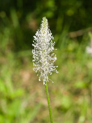 Plantago Lanceolata, Narrowleaf Plantain flower macro, selective focus
