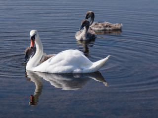 Mute swans and cygnets swim in the lake, selective focus