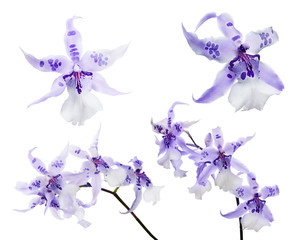 Fototapeta na wymiar set of orchids with lilac centers and spots