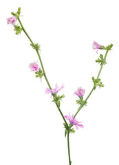Cichorium pink flower branch isolated on white