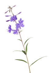 Obraz premium lilac fireweed flower isolated on white