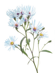 light blue wild flowers on white