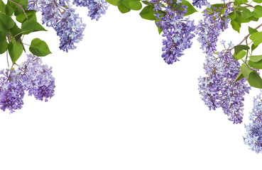 light blue lilac inflorescences and leaves half frame