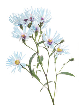 Fototapeta light blue wild flowers on white