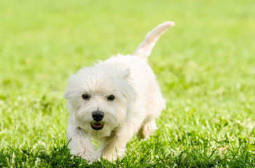 Cute fluffy West Highland White Terrier dog running on camera