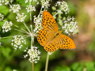 Obraz premium orange and black butterfly macro in a grass